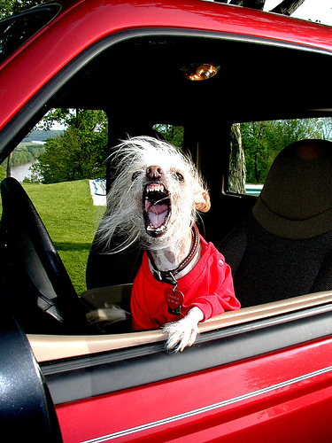 "If you don't like the way I drive...stay off the sidewalk ! "   A Chinese Crested named Sam was voted the Worlds Ugliest Dog three years in a row! When he passed away at age 14, the contest judges decided that Sam was indeed The Ugliest Dog Ever.