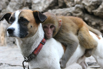 
Keepers at Jiaozuo City Zoo have given an orphan monkey its own guard dog, because the other primates in the cage were bullying it. After being forced to intervene to save its life several times, they settled upon the trained canine, named Sai Hu, and are happy to report that it has been very successful.

