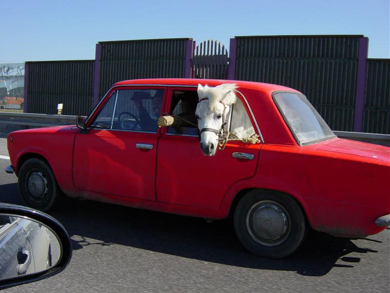 Pony in the Car