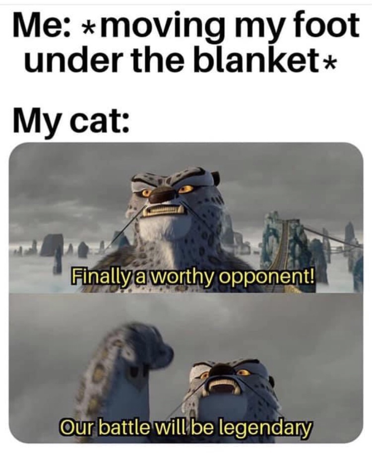 cat meme finally a worthy opponent - Me moving my foot under the blanket My cat Finally a worthy opponent! Our battle will be legendary