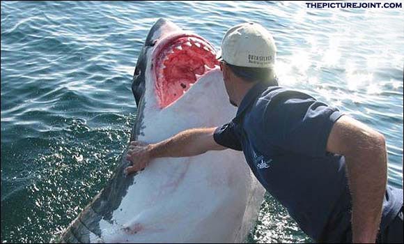 Crazy dude petting a large great white shark.