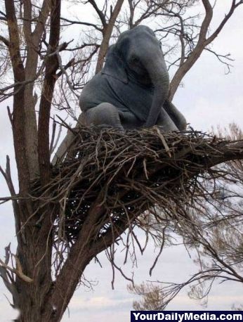 This elephant thinks he's a bird.