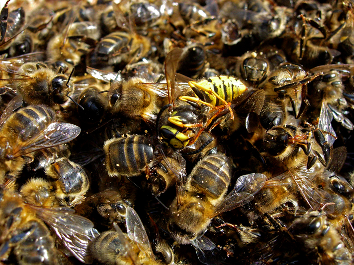 Wasp and Bees