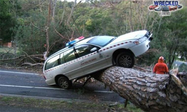 Trees usually end up on top of cars, rather than the other way round.