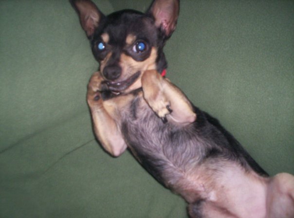 Chihuahua makes love to camera