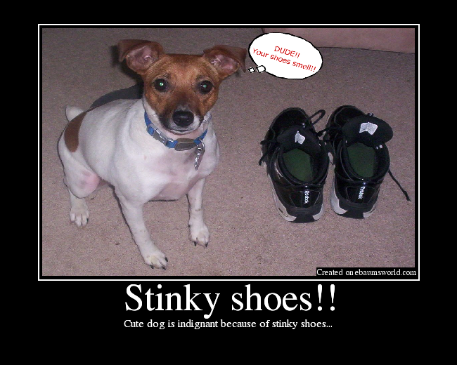 Cute dog is indignant because of stinky shoes...