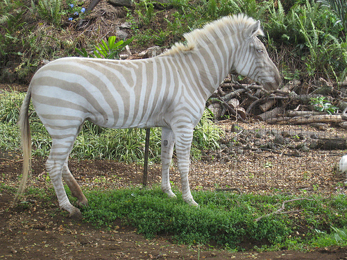 albino zebra.