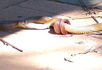 snakes - snake eating itself