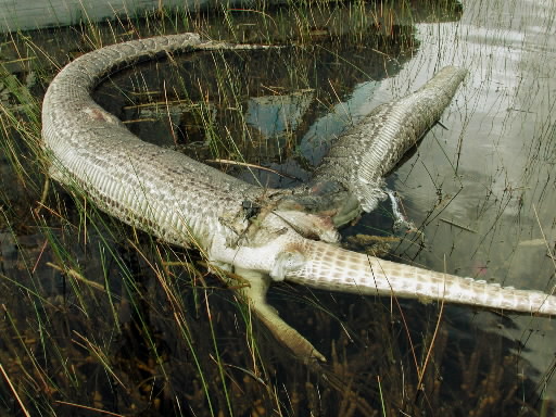 snakes - python vs gator florida