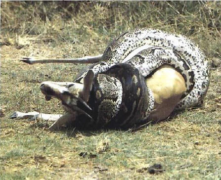 snakes - anacondas eating animals