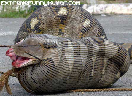 snakes - providence college - ExtremeFunnyHumor.com
