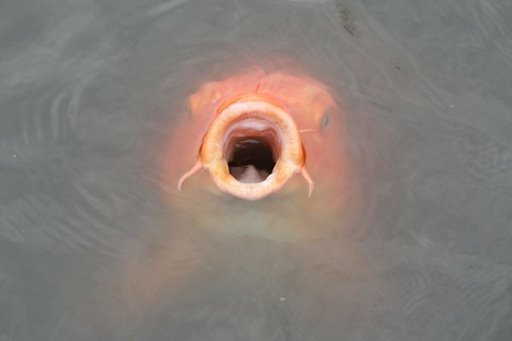 I think this is a koi...