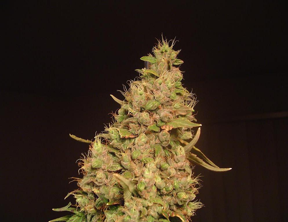 Pictures of some amazing bud