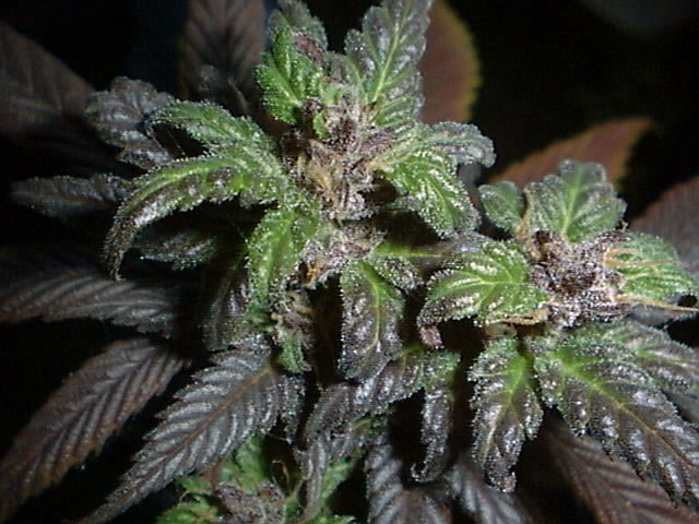 Pictures of some amazing bud