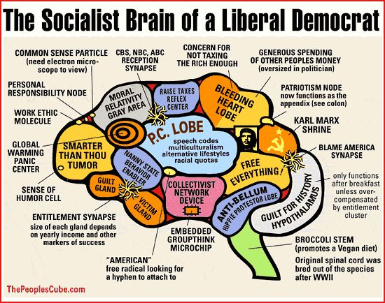 A biopsy of a liberals brain, very interesting.  A conservative brain can be found here:  http://www.ebaumsworld.com/pictures/view/80429372/