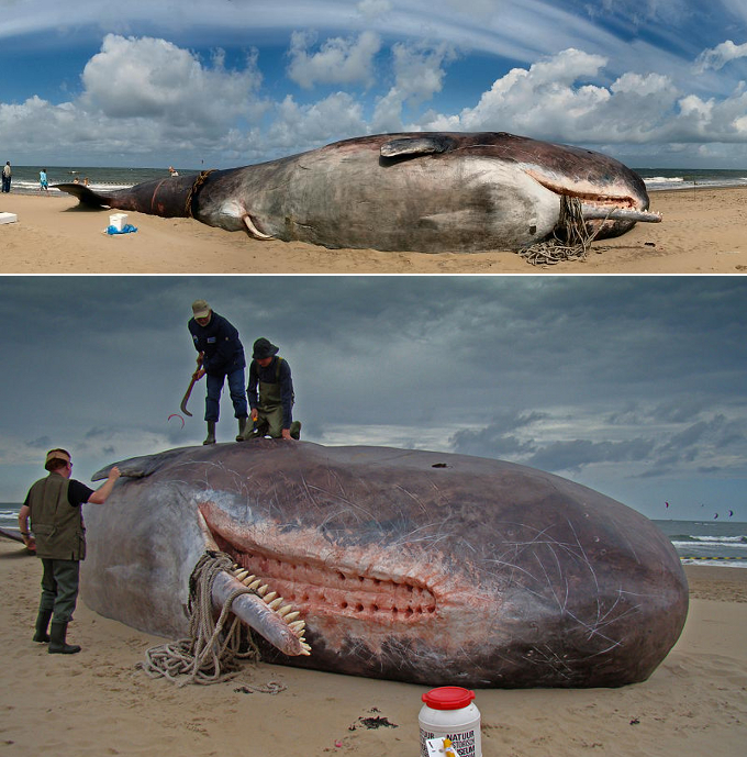 Unlike your average Sperm Whale, this monster is made from wood, aluminum and polyester and was placed on Scheveningen Beach in July of this year. Those tourists not in the loop would be forgiven for placing their towels as far away as possible.  