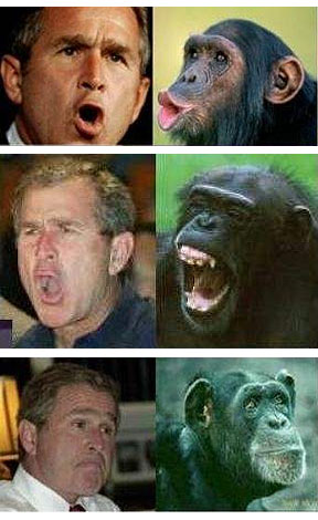 bush vs. monkey