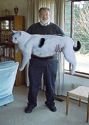 Shouldn't a cat this size be hunting in the jungle or something?!!