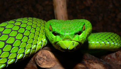 Green pit viper found in south east Asia