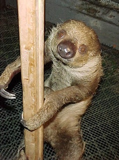 sloths marsupials