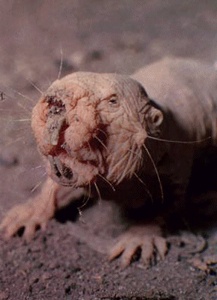 ugly naked mole rat