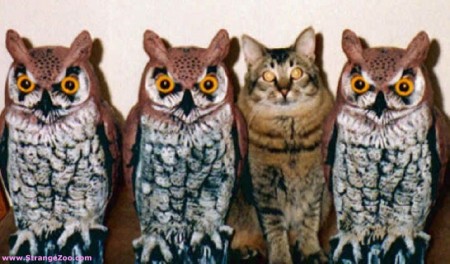 One Of These Things Is Not Like The Others