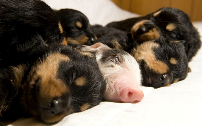 One Of These Things Is Not Like The Others