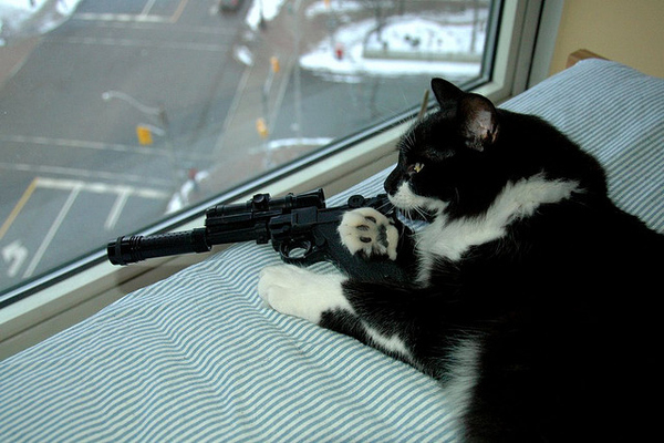 Cats with gunz.
