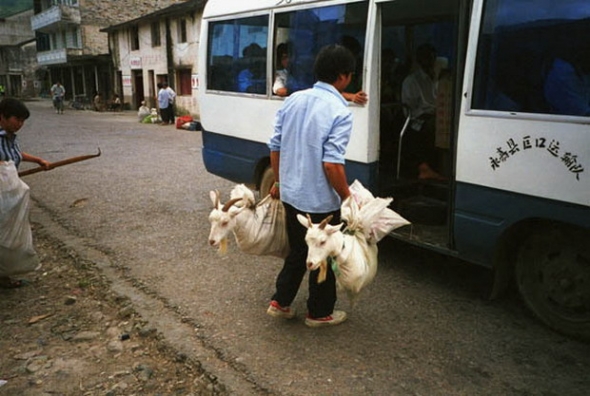 " it's ok to bring living goats in a bus,as long as you putt'em in a bag" Engrish