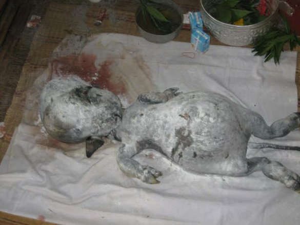 Dead alien or pig covered with icing sugar?