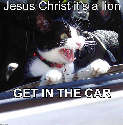 ong its a lion.. everyone get in the car!
