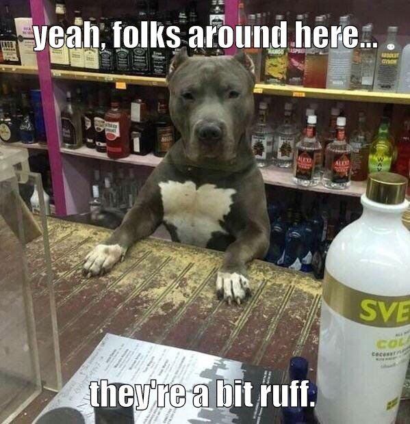 doggy bar life