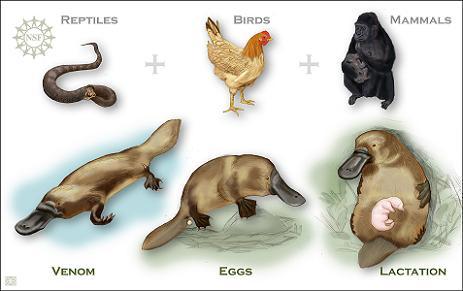 this diagram explains how a platypus is a mis of a reptil, a bird and a mammal