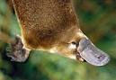 Platypi have beaver tails, duck beaks and feet. they lay eggs AND produce milk for their young
