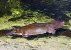 if you didnt know about the platypus, you do now