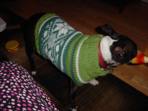 Cute Pets in Ugly Xmas Sweaters