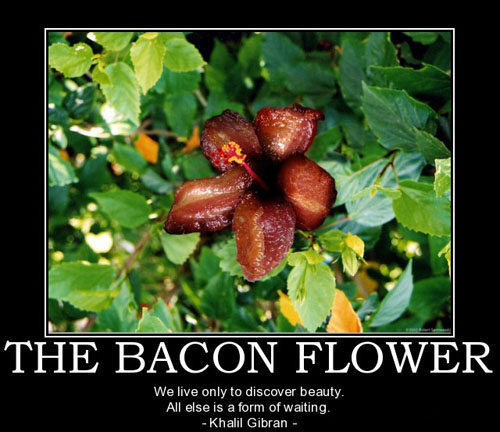 The Bacon Motivators Gallery