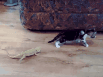 cat scared of lizard gif