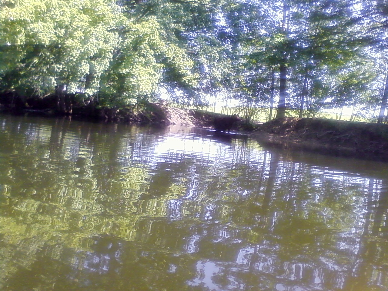 This is another picture that i got when i was fishing and saw the cows.
It is cool.