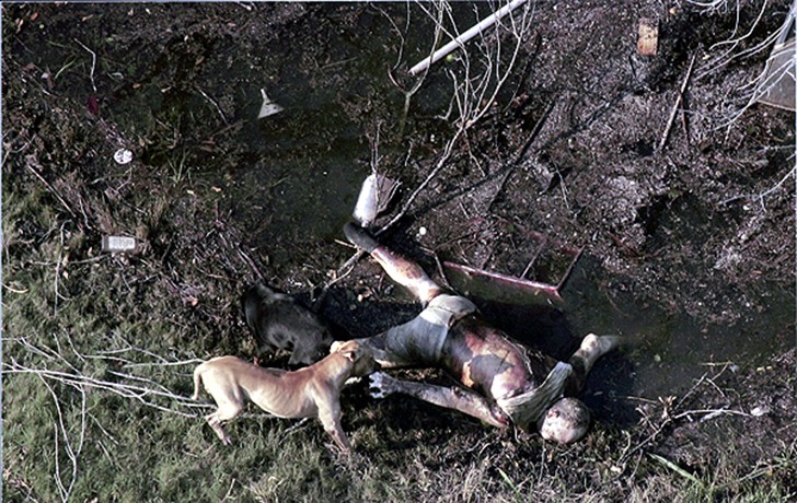 2006 Picture 4:  Hungry dogs fed on a corpse washed up at the edge of receding floodwaters (Smiley N. Pool, September 4, 2005).