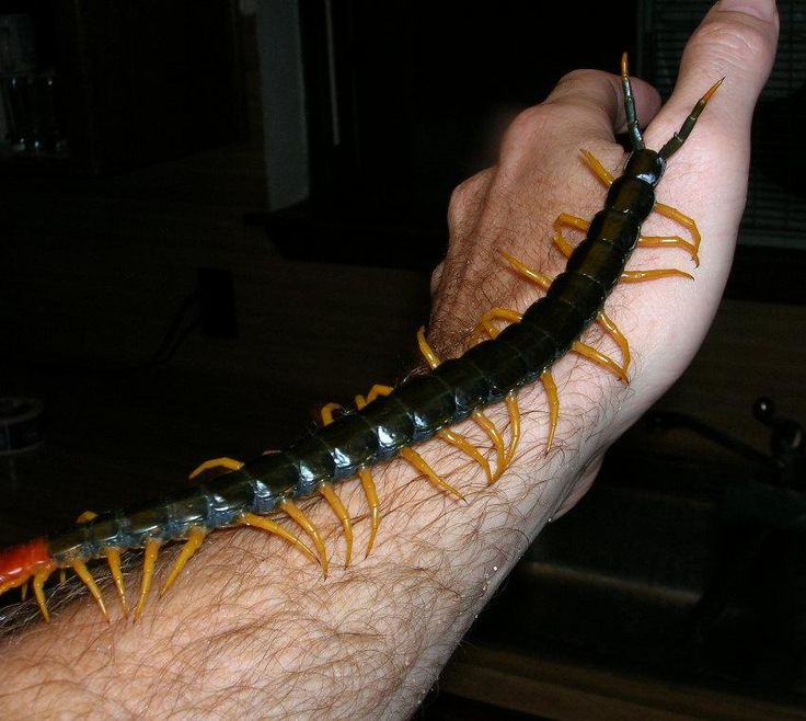 some kind of enormous centipede crawling up someones arm.