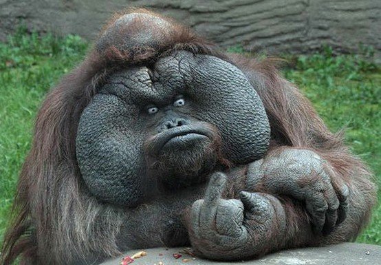 Orangutan giving the middle finger