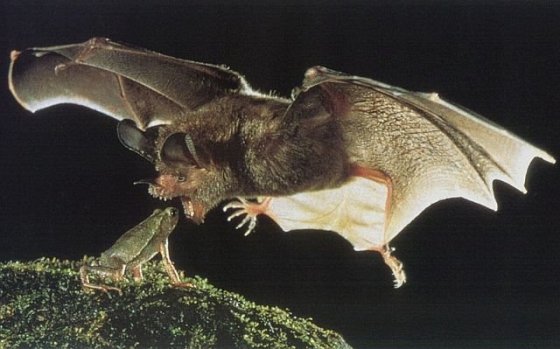 Bat in mid-flight about to eat a frog.