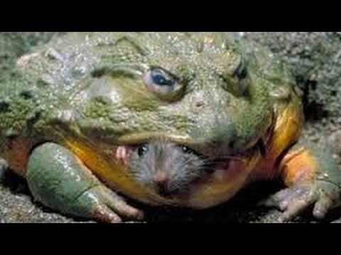 giant frog eating a very scared live rat