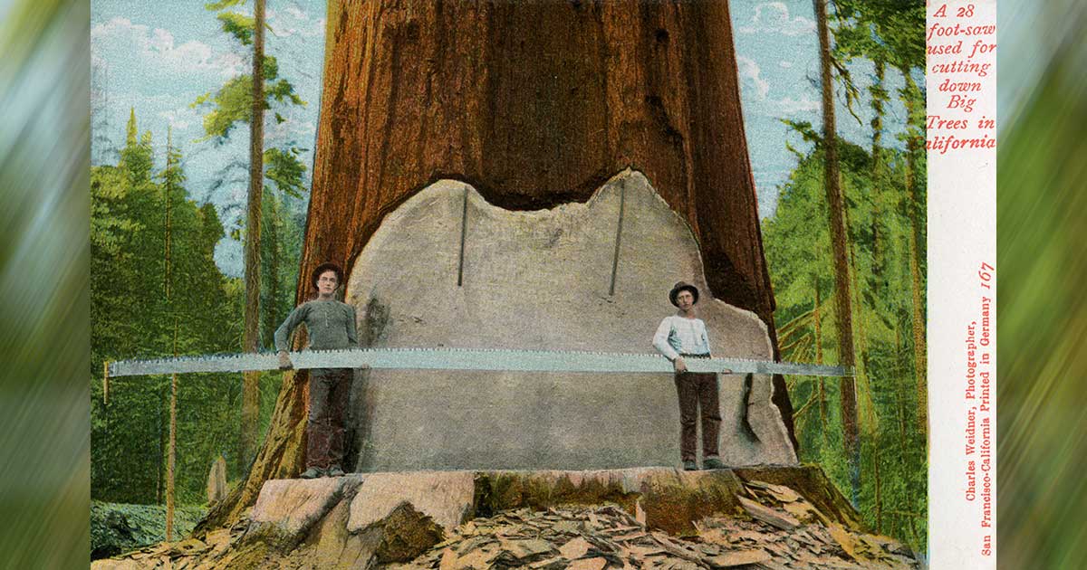 felling big trees - A 28 footsaw used for cutting down Big Trees in grlifornia Charles Weidner, Photographer, San Francisco California Printed in Germany 167