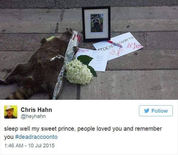 Dead Raccoon Gets Memorialized And Given A Candle Light Vigil In Toronto 
