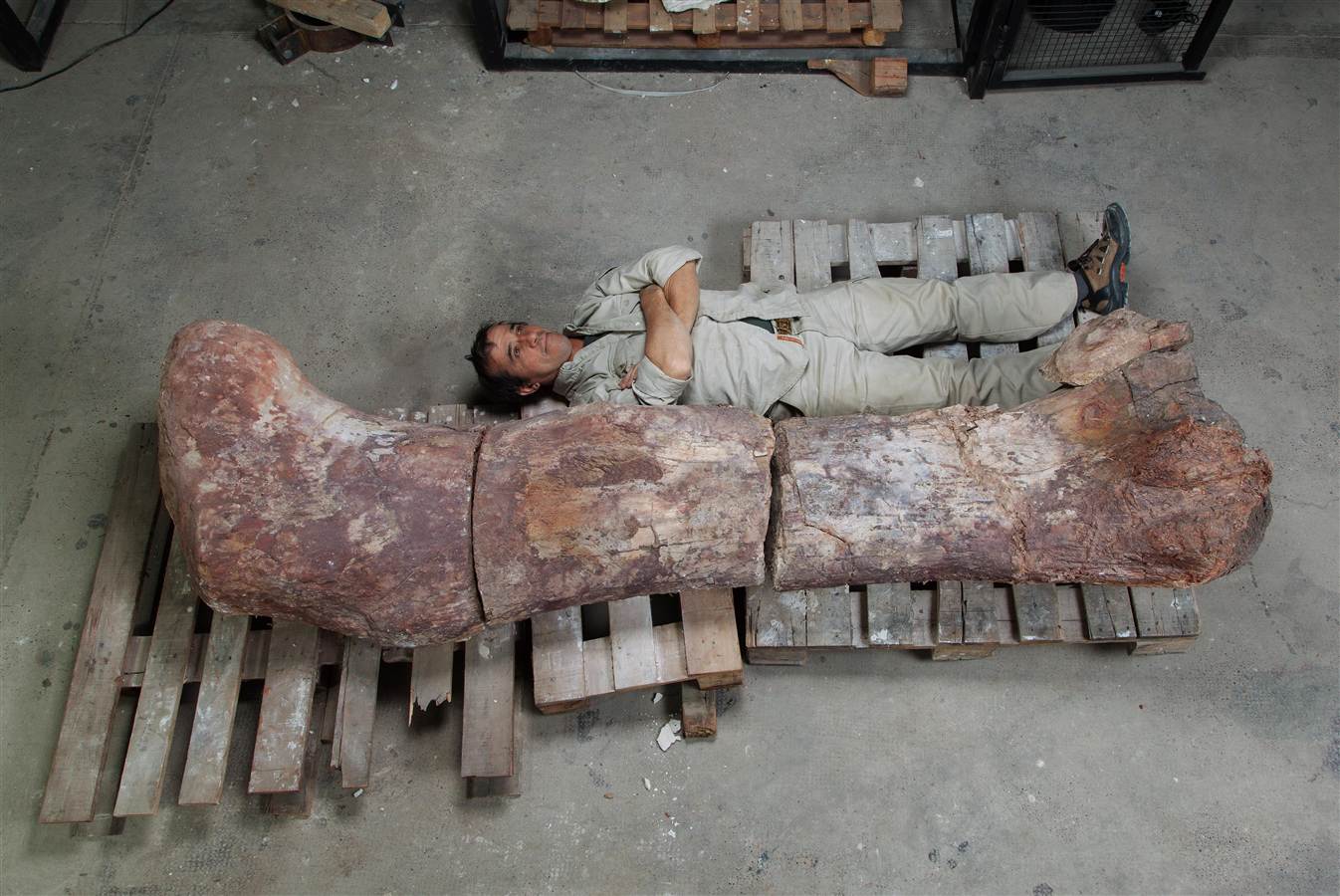 The largest dinosaur fossil ever found, recently discovered in Argentina.