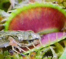 LITTLE FROG CAUGHT BY VENUS FLY TRAP