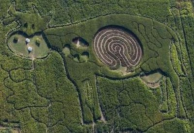 An aerial view shows a labyrinth in the form of a cow  that is cut into a corn and hemp field in Marienfelde outside Berlin 

