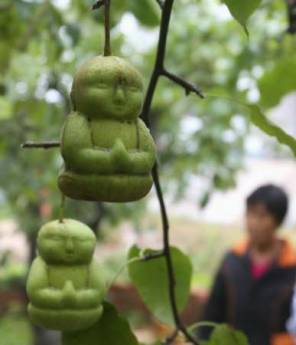 Hao Xianzhang, a local famer, spent six years to perfect the process by growing the pears inside moulds, local media reported. 